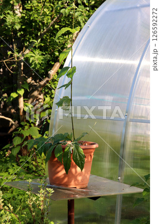 thunbergia flower in a pot on a table near a greenhouse in the garden 126592272