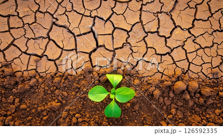 A small green plant breaks through the cracked dry soil symbolizing resilience and hope. The vibrant leaves contrast sharply with the barren landscape showcasing nature's tenacity. A small green plant breaks through the cracked dry soil symbolizing resilience and hope. The vibrant leaves contrast sharply with the barren landscape showcasing nature's tenacity. 126592335