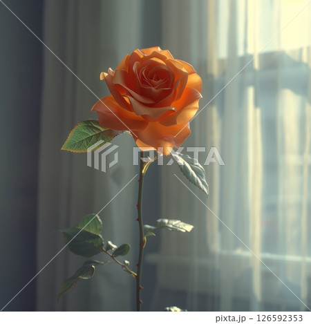 A vibrant red rose stands tall in a light-filled room complemented by two stem roses behind it. Sunlight filters through casting a gentle glow evoking feelings of romance. 126592353