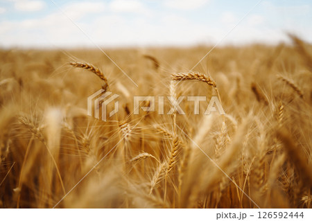 Amazing background of ripening ears of yellow wheat field against blue sky. Harvest nature growth. 126592444