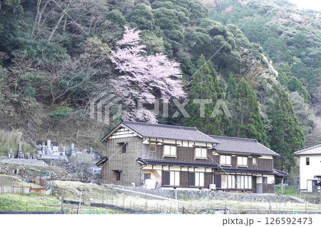 但馬路 満開の核らが咲く崖下の民家 126592473