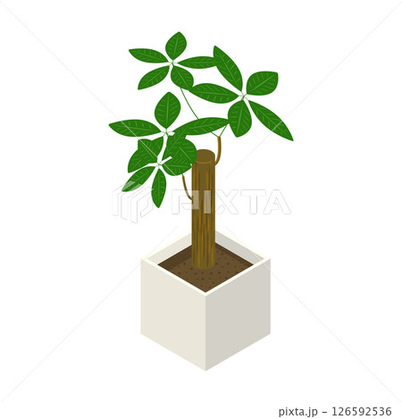 観葉植物「パキラ」_アイソメトリックのイラスト 観葉植物「パキラ」_アイソメトリックのイラスト 126592536