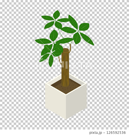 Houseplant "Pachira"_Isometric illustration Houseplant "Pachira"_Isometric illustration 126592536