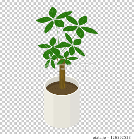 室內植物「發財樹」_等距插圖 室內植物「發財樹」_等距插圖 126592538