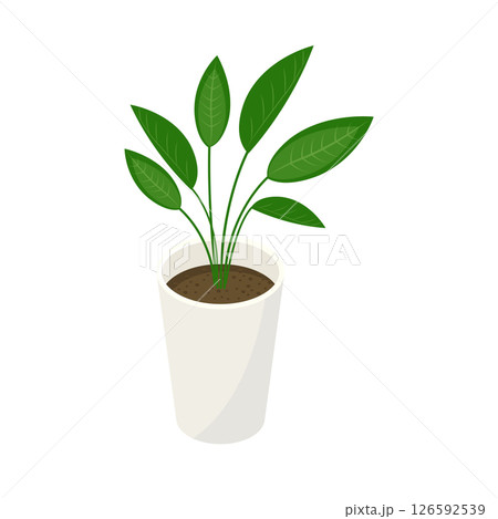観葉植物「オーガスタ」_アイソメトリックのイラスト 126592539