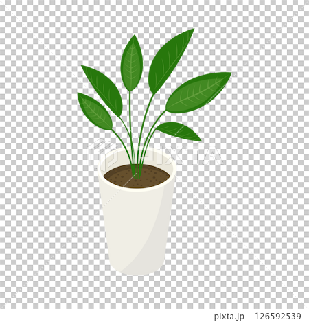 観葉植物「オーガスタ」_アイソメトリックのイラスト 126592539