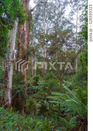 Hiking trail in forest along Cumberland River to Kalimna Falls, Great Ocean Road, Australia 126593323