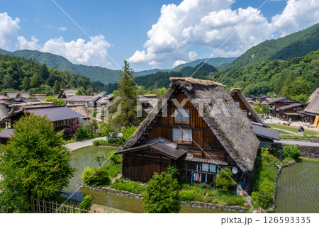 Traditional houses and rice fields in Shirakawa-go, rural Japan 126593335