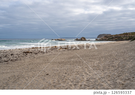 Seals resting on the sandy beach of Seal Bay, in Kangaroo Island, Australia 126593337