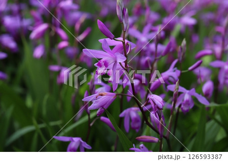 春の庭に咲くシランのピンク色の花 春の庭に咲くシランのピンク色の花 126593387