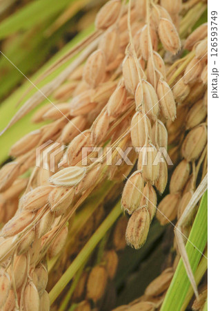 実った稲穂 126593749