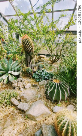 筑波実験植物園のサボテン 筑波実験植物園のサボテン 126593766