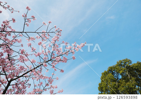 空を向く綺麗な河津桜 空を向く綺麗な河津桜 126593898