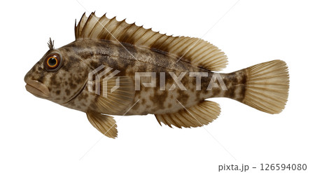 コケギンポ横姿 126594080