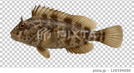 苔蘚鶇側視圖 126594080