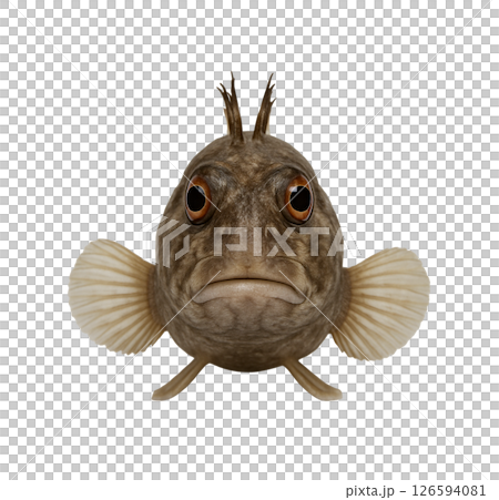 Moss blenny front view 126594081