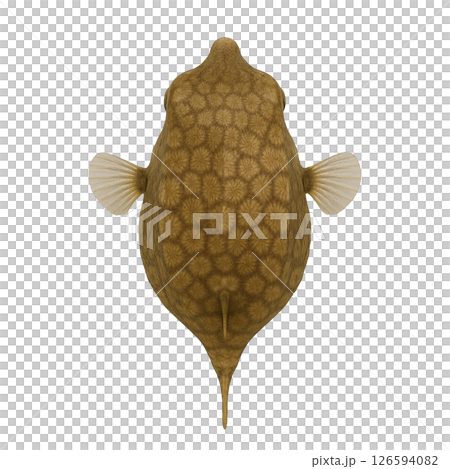 從上方看的箱魚圖案 126594082