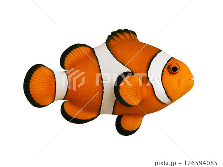 カクレクマノミ横姿 126594085