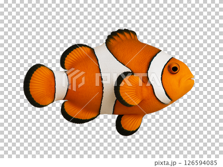 カクレクマノミ横姿 126594085