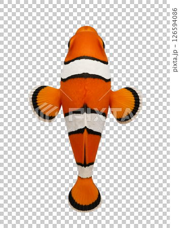 小丑魚,頂視圖 小丑魚,頂視圖 126594086