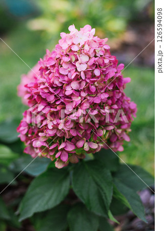Close up of pink Hydrangea Pinky Promise flowers Close up of pink Hydrangea Pinky Promise flowers 126594098