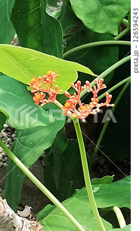 筑波実験植物園のサンゴアブラギリ 126594243