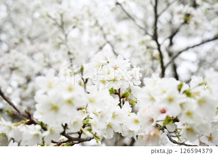 満開に咲く見頃の桜 126594379