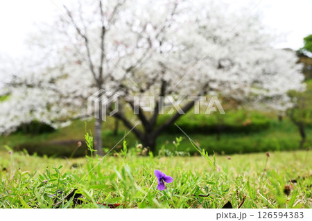 足元に咲くかわいいスミレの花 足元に咲くかわいいスミレの花 126594383