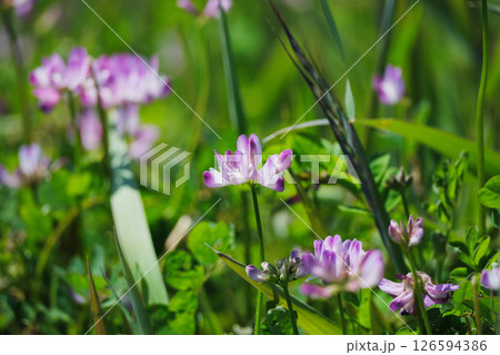 野に咲く蓮華 126594386