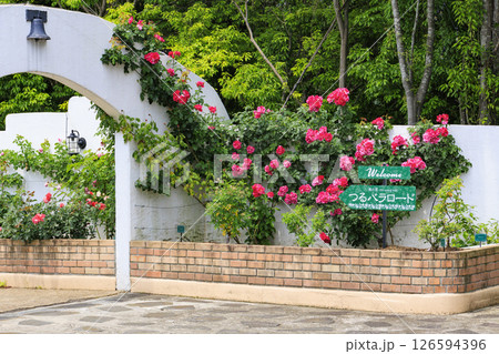 レオマ花ワールド　満開のバラ園 126594396