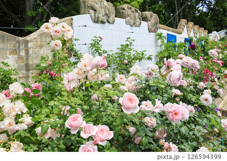 レオマ花ワールド 満開のバラ園 レオマ花ワールド 満開のバラ園 126594399