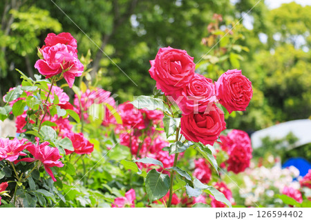 レオマ花ワールド　満開のバラ園 126594402