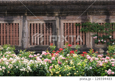 レオマ花ワールド　満開のバラ園 126594483