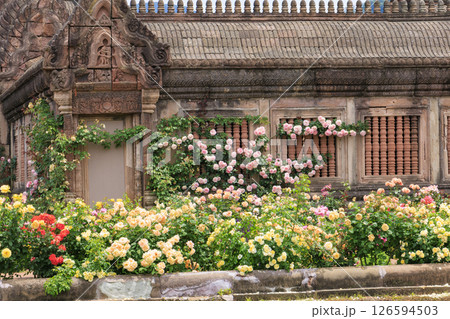 レオマ花ワールド 満開のバラ園 レオマ花ワールド 満開のバラ園 126594503