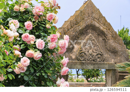 レオマ花ワールド　満開のバラ園 126594511