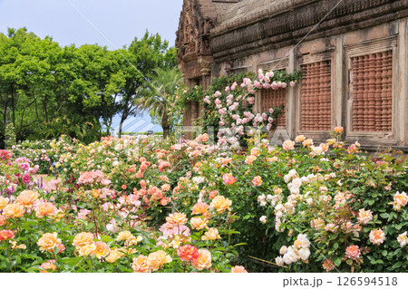 レオマ花ワールド　満開のバラ園 126594518