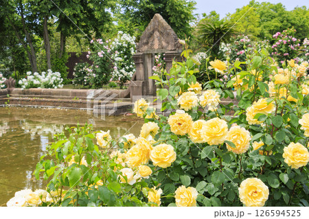 レオマ花ワールド　満開のバラ園 126594525