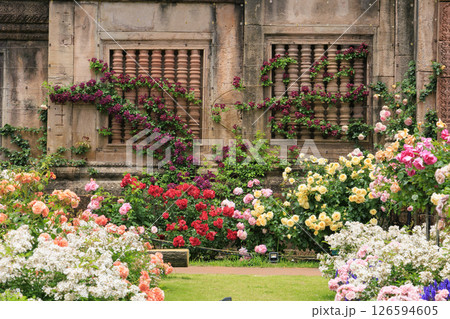 レオマ花ワールド　満開のバラ園 126594605