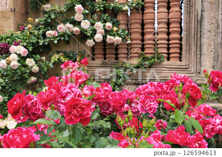 レオマ花ワールド　満開のバラ園 126594613