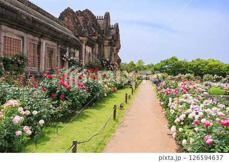 レオマ花ワールド　満開のバラ園 126594637