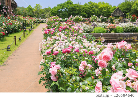 レオマ花ワールド 満開のバラ園 レオマ花ワールド 満開のバラ園 126594640