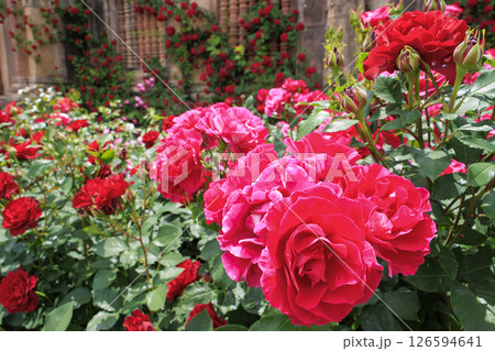 レオマ花ワールド 満開のバラ園 レオマ花ワールド 満開のバラ園 126594641