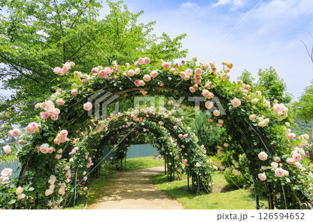 レオマ花ワールド 満開のバラ園 レオマ花ワールド 満開のバラ園 126594652