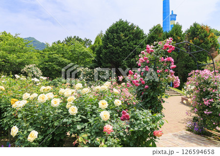レオマ花ワールド　満開のバラ園 126594658