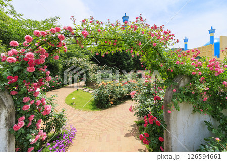 レオマ花ワールド　満開のバラ園 126594661