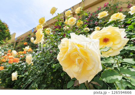 レオマ花ワールド 満開のバラ園 レオマ花ワールド 満開のバラ園 126594666