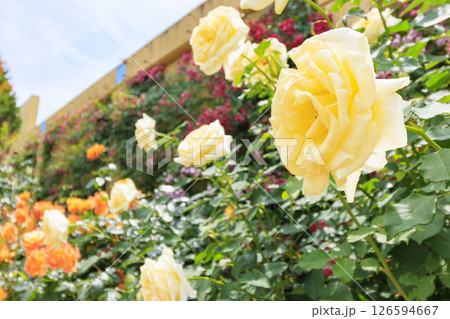 レオマ花ワールド　満開のバラ園 126594667