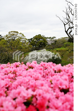 ツツジが咲く曇り空 126594740