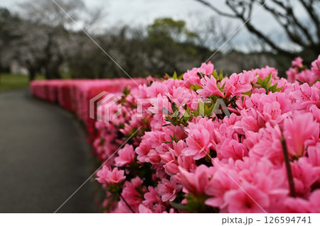 満開に咲くツツジ 満開に咲くツツジ 126594741