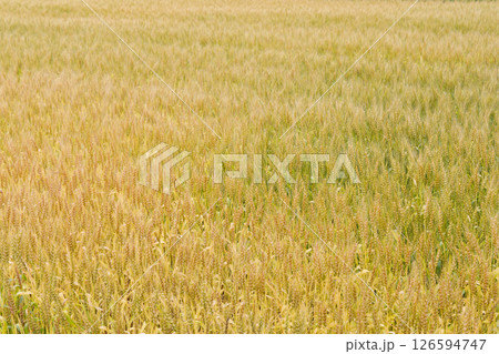 小麦畑 小麦畑 126594747